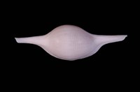 藏品(菱角螺)的圖片